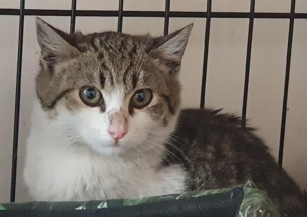 Martina, Il Miracolo Di Natale